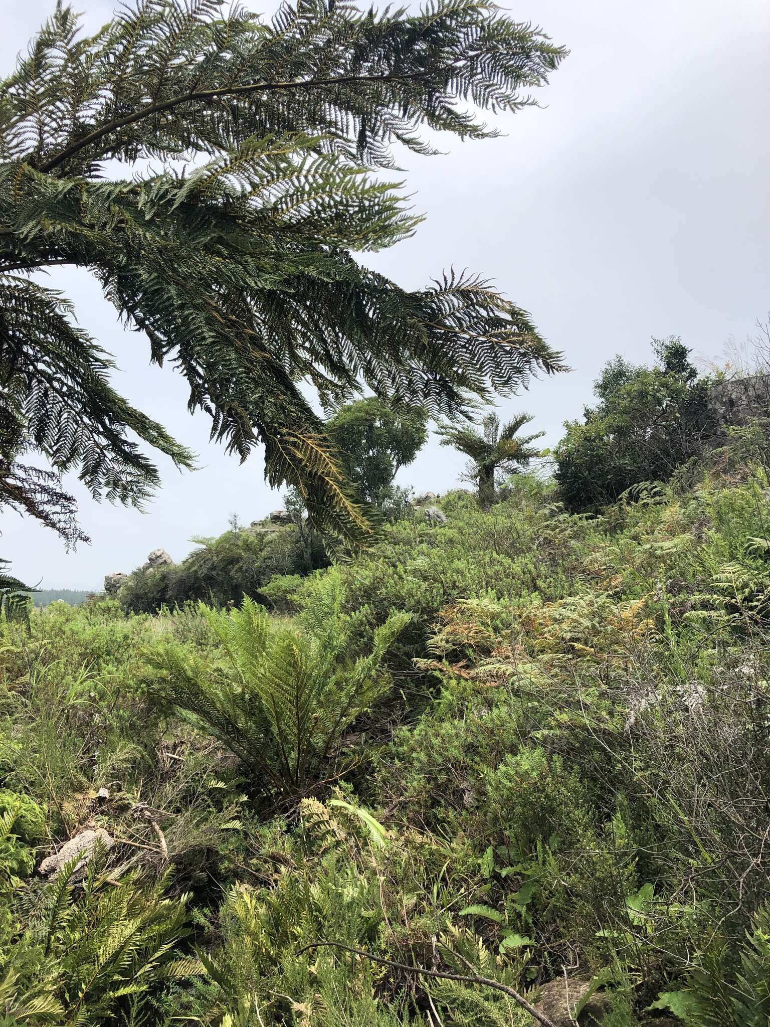 Image of Grassland tree fern