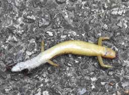 Image of Modest Ground Skink