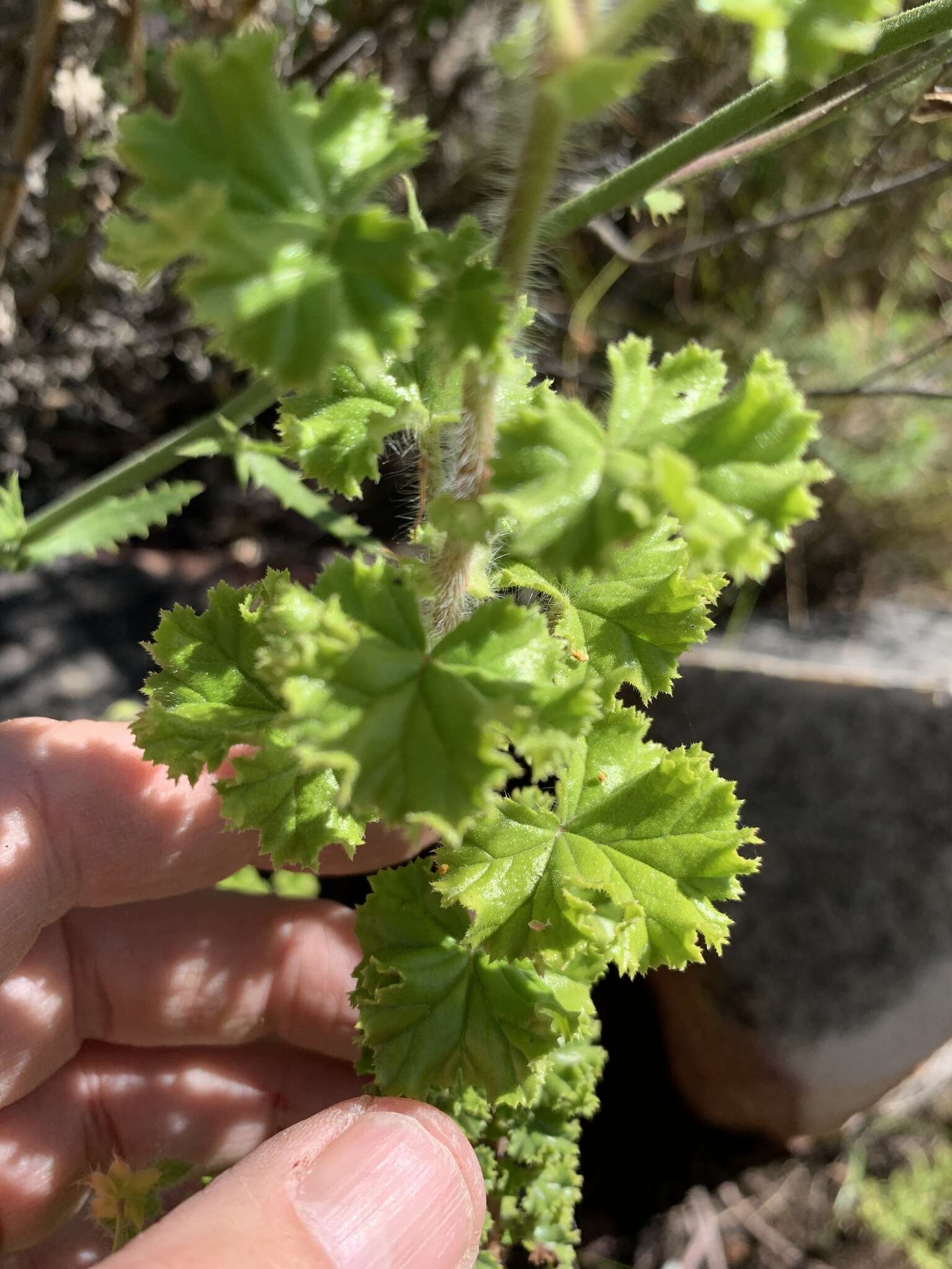 Image of Pelargonium englerianum Knuth