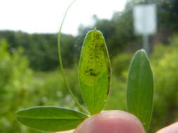 Plancia ëd Phytoliriomyza viciae Spencer 1969