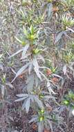 Image of common gum cistus