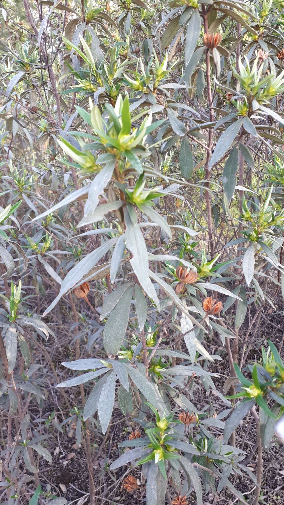 Image of common gum cistus