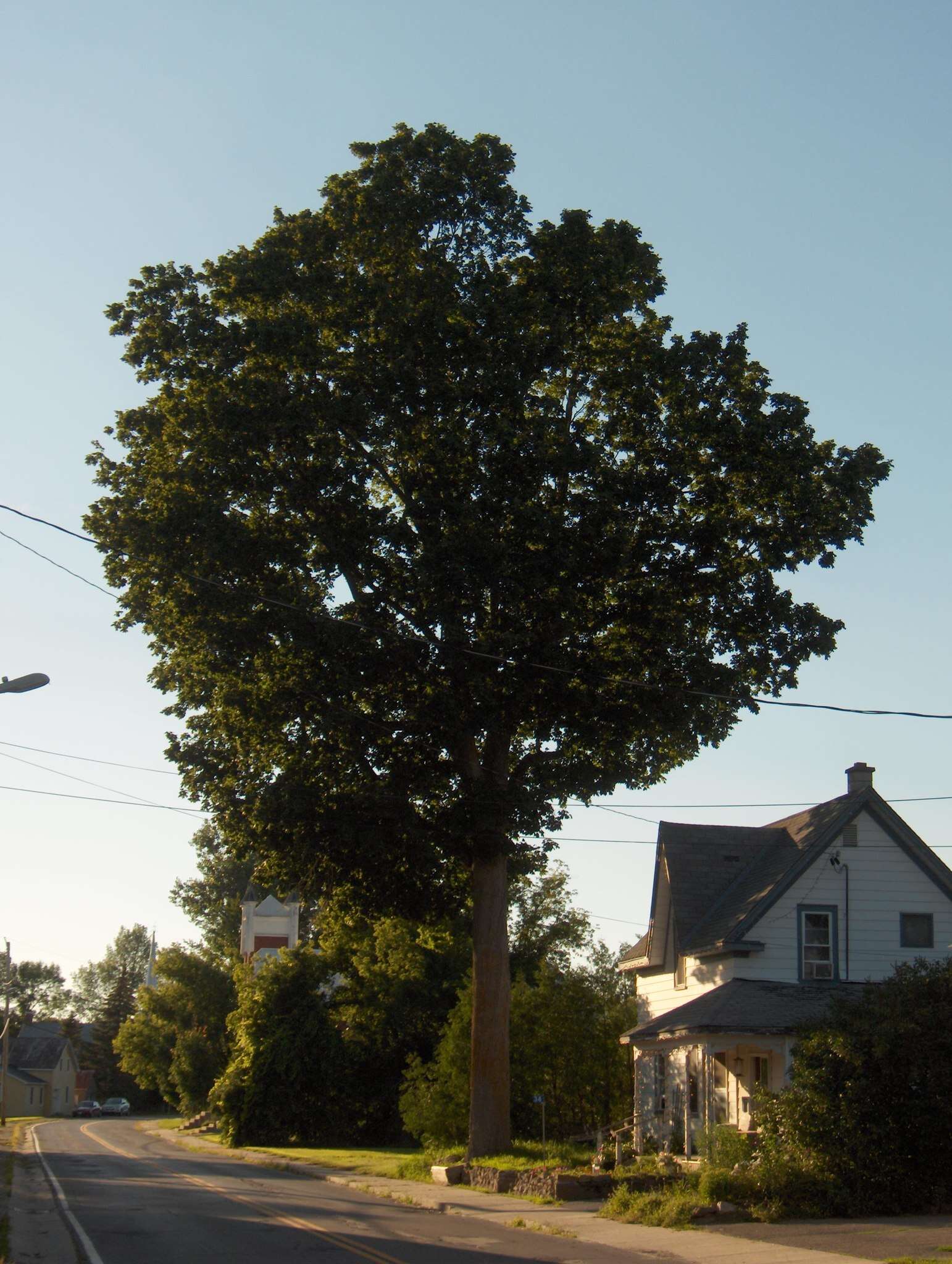 Image of Black Maple