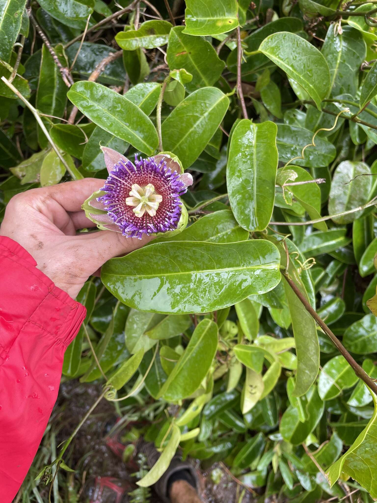 Image de Passiflora laurifolia L.