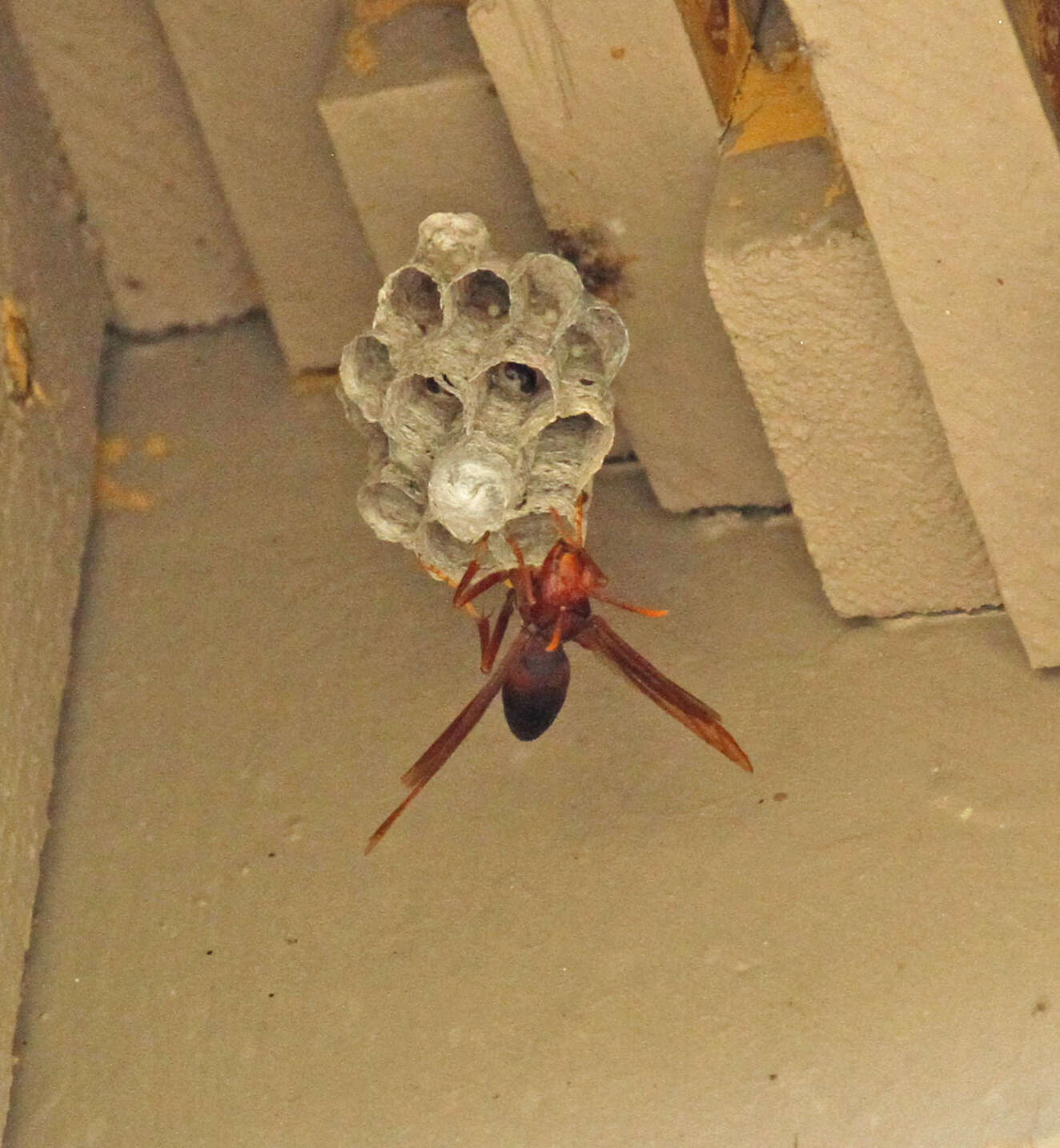 Image of Polistes major castaneicolor Bequard 1938