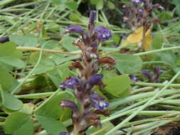 Image of Phelipanche mutelii (F. W. Schultz) Pomel