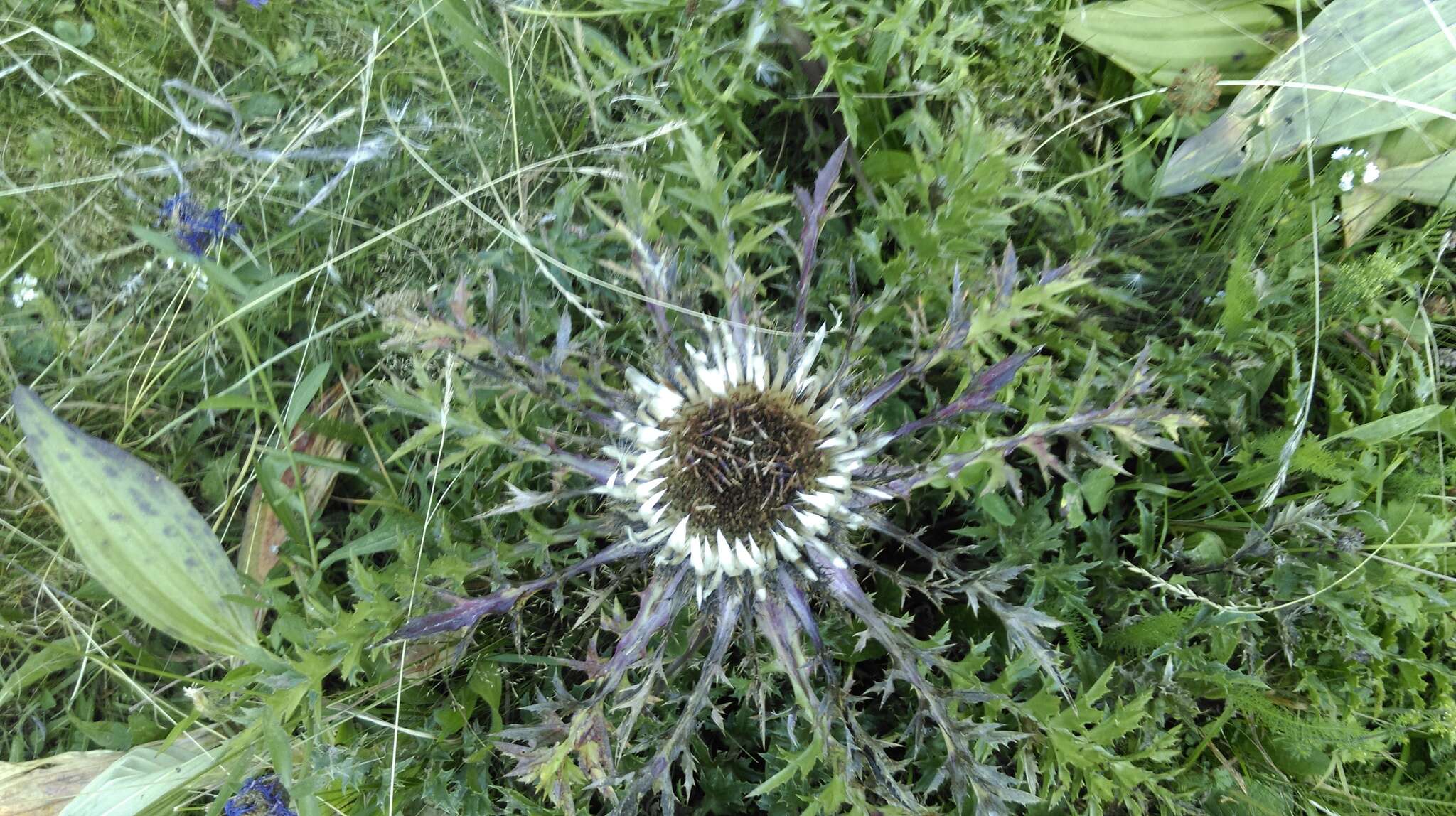 Image of Carlina acanthifolia All.