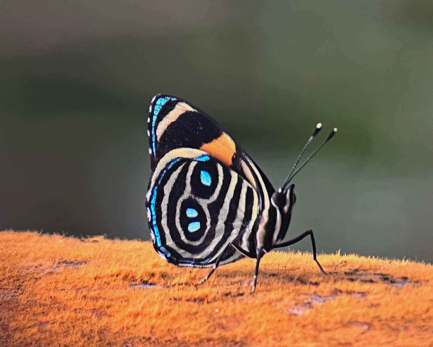 Image of blue-and-orange eighty-eight