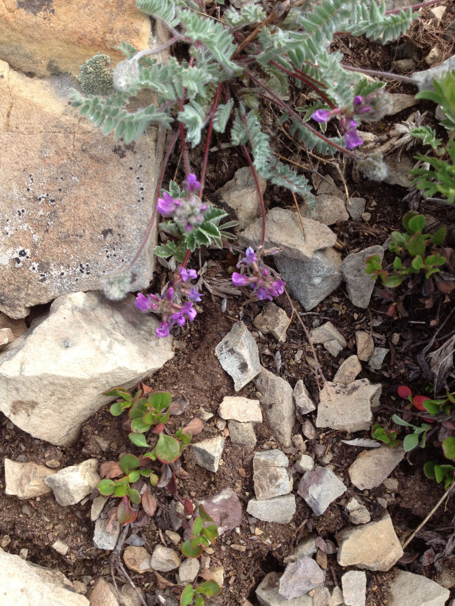 Image of blue nodding locoweed