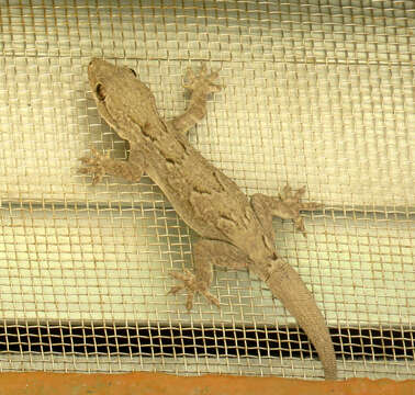 Image of Brook's House Gecko