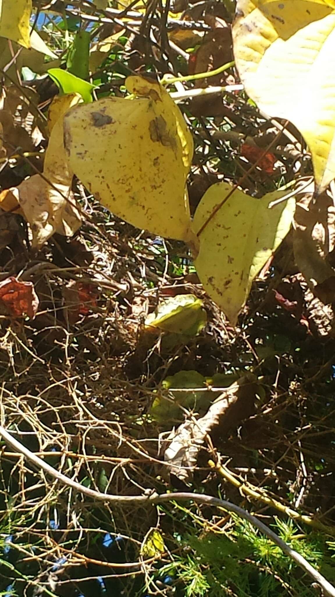 Image de Dioscorea buckleyana Wilkin