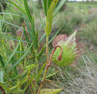 Слика од Gomphocarpus fruticosus subsp. fruticosus