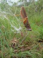 Image de Argiope magnifica L. Koch 1871