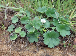 Sivun Geranium traversii Hook. fil. kuva