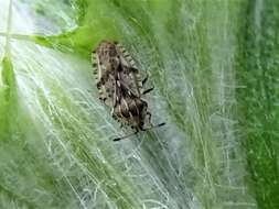 Image of spear thistle lacebug