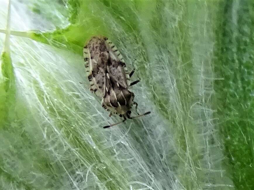 Image of spear thistle lacebug