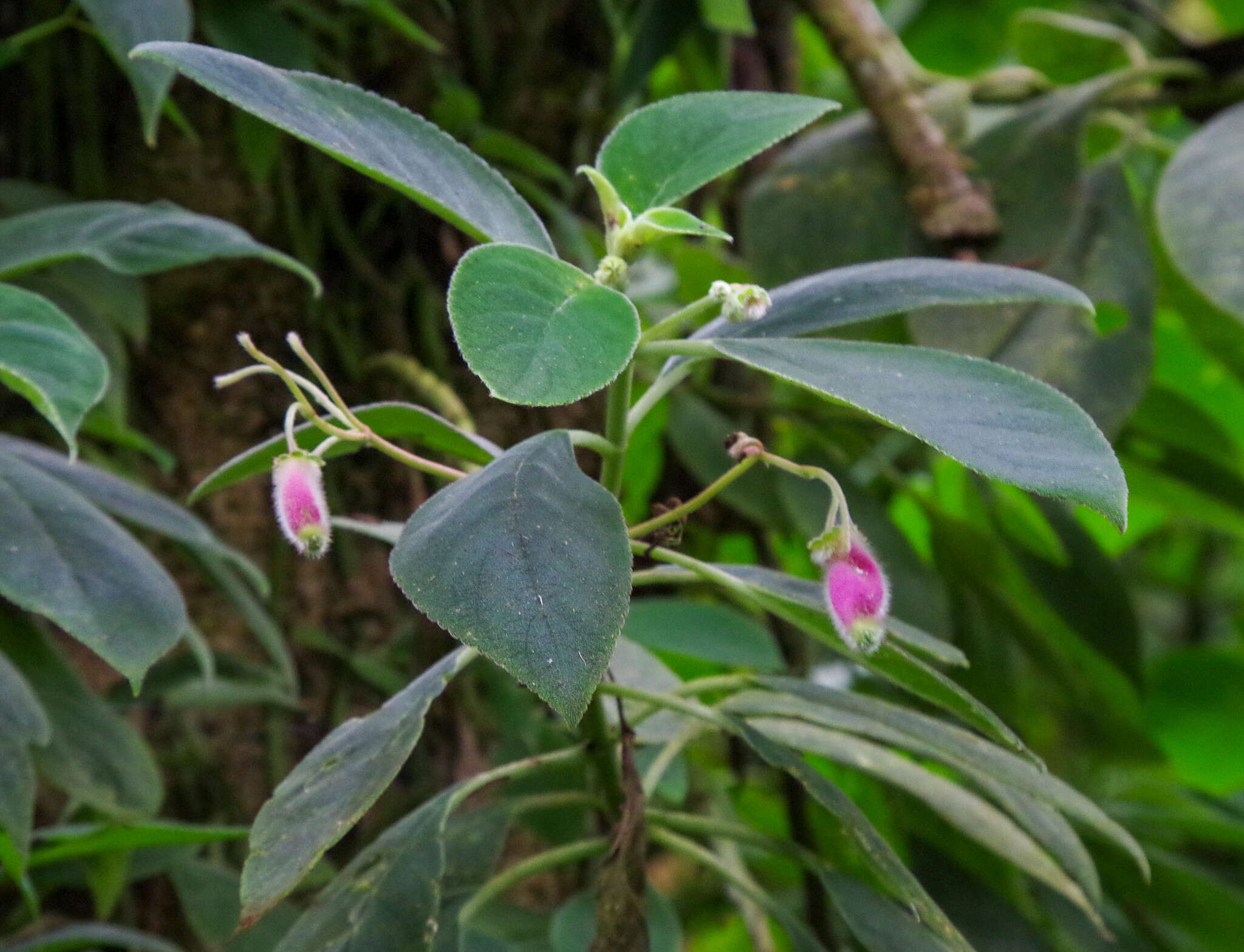 Imagem de Kohleria affinis (Fritsch) Roalson & Boggan