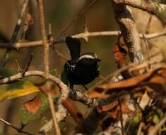 Image of Black-bellied Antwren