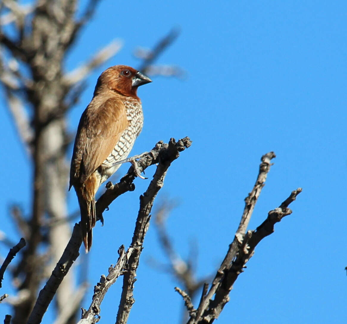 Image of Nutmeg Mannikin