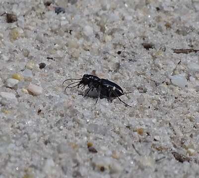 Image of Cicindela (Cicindela) scutellaris rugifrons Dejean 1825