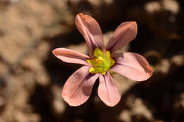 Image of Moraea vallisbelli (Goldblatt) Goldblatt