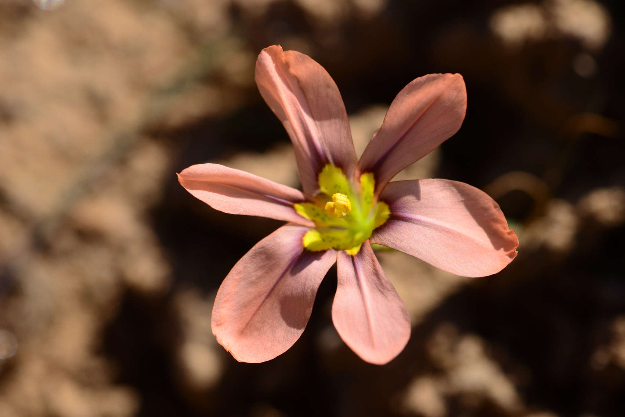 Image of Moraea vallisbelli (Goldblatt) Goldblatt