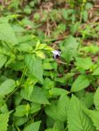 Image of Torenia violacea (Azaola ex Blanco) Pennell