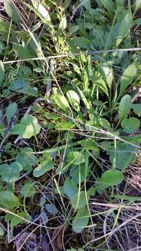 Image of Siskiyou Mountain Groundsel