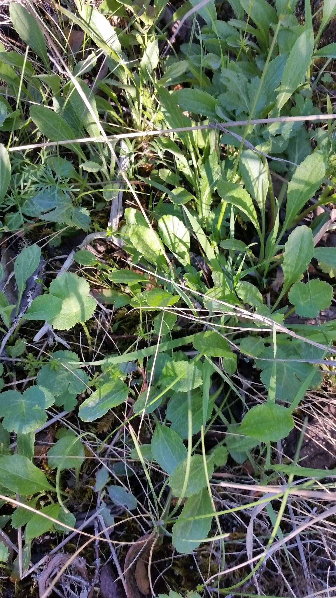 Image of Siskiyou Mountain Groundsel