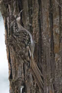 Image of Brown-throated Treecreeper