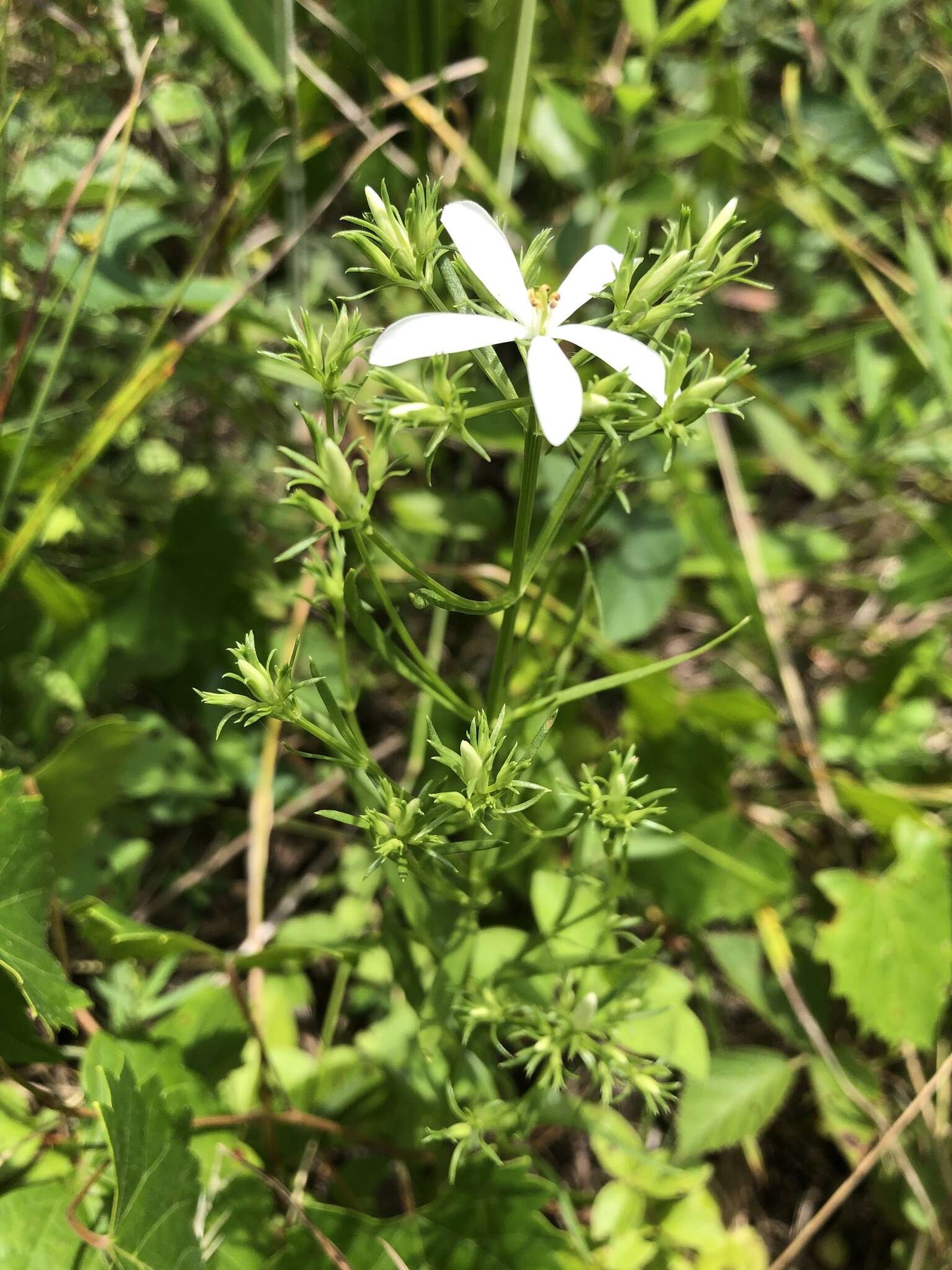 Sabatia quadrangula Wilbur resmi