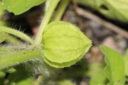 Image of Physalis ampla Waterf.