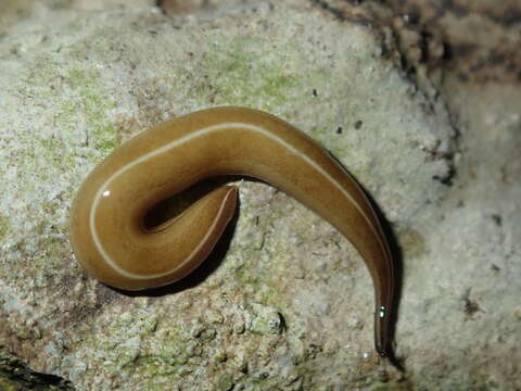 Image of Australopacifica scaphoidea (Steel 1900)