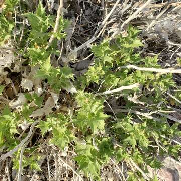 Image of hollyleaf bur ragweed