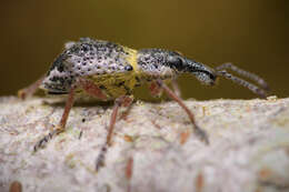 Image of Hybreoleptops tuberculifer (Boheman 1842)