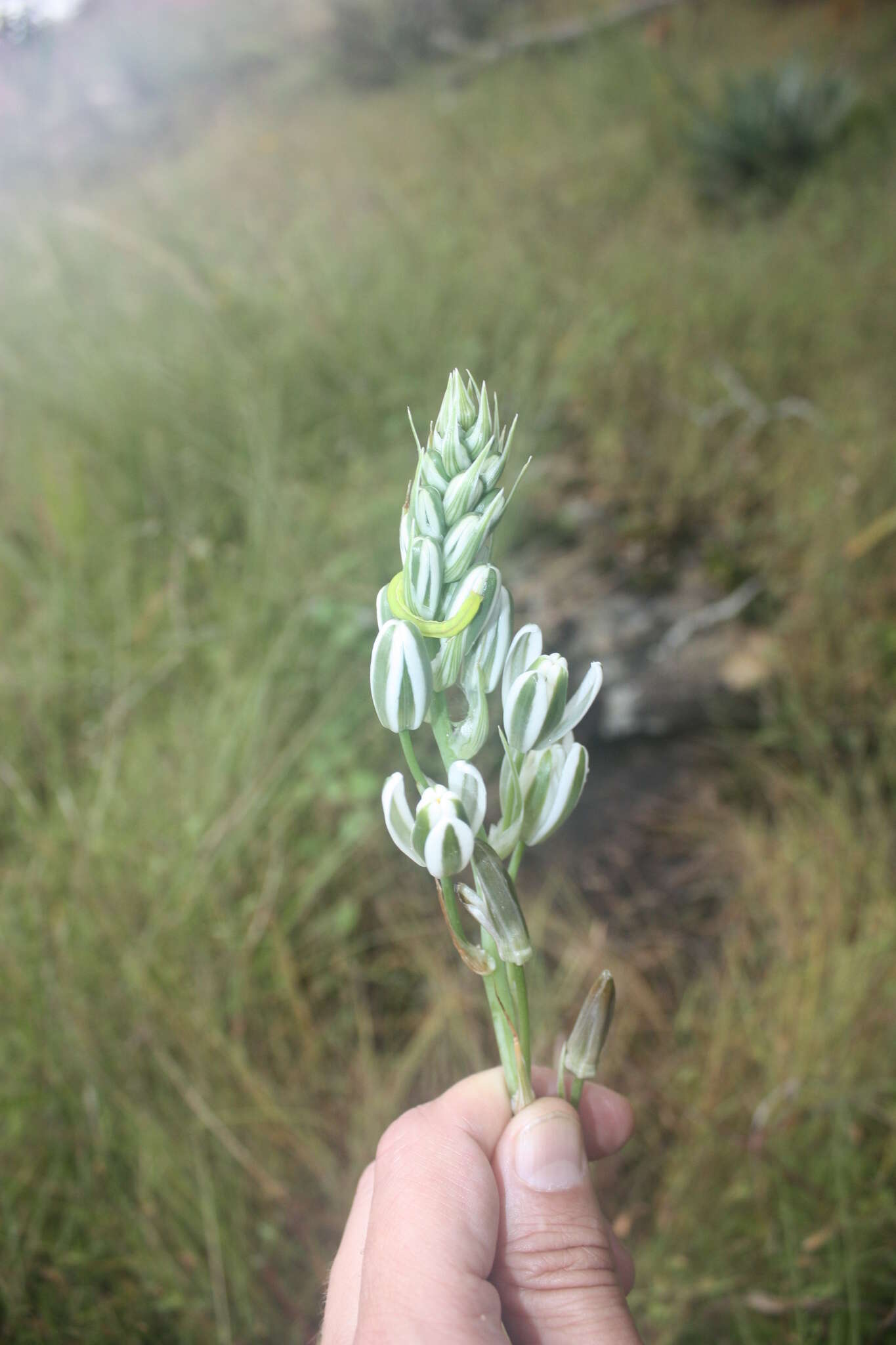 Imagem de Albuca kirkii (Baker) Brenan