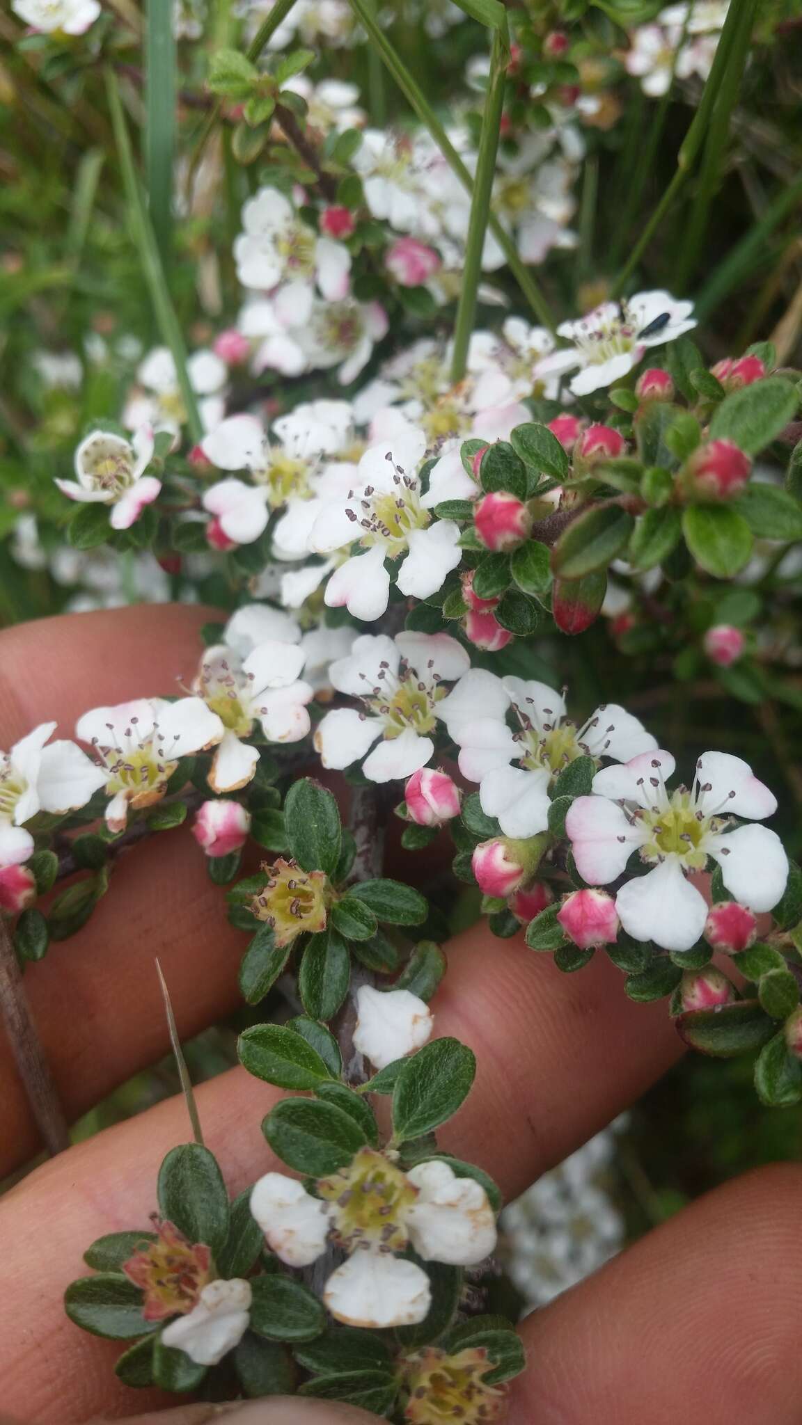 Image of Cotoneaster integrifolius (Roxb.) Klotz