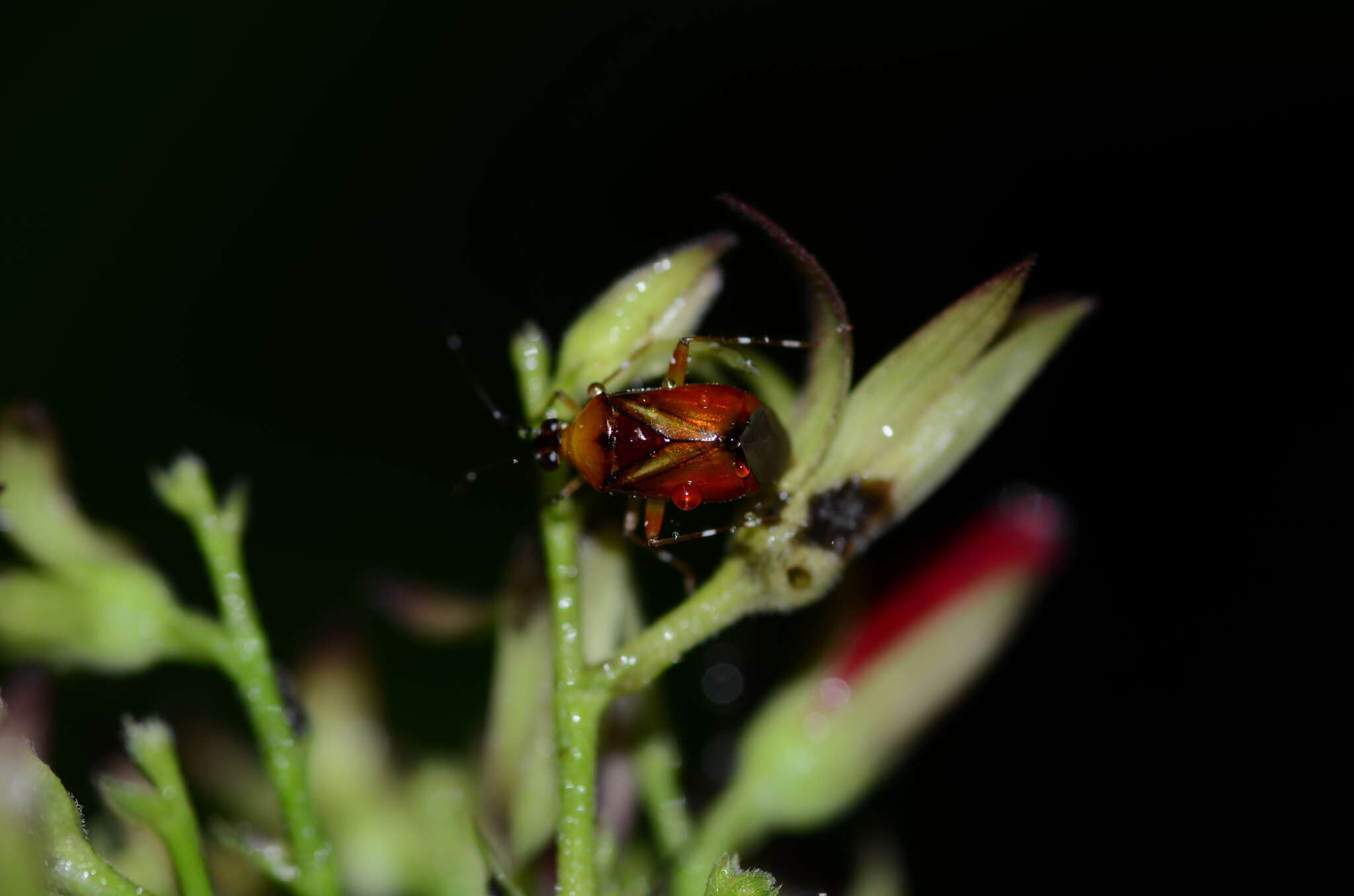 صورة Horcias lacteiclavus Distant 1904