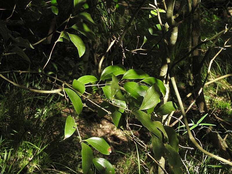 Image of Ripogonum album R. Br.