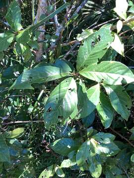 Image of Symplocos cochinchinensis var. philippinensis (Brand) Nooteboom