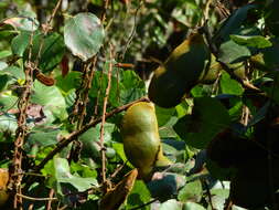 Image of Macropsychanthus violaceus