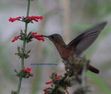 Image of Cinnamon Hummingbird