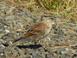 Image of Anthus novaeseelandiae novaeseelandiae (Gmelin & JF 1789)