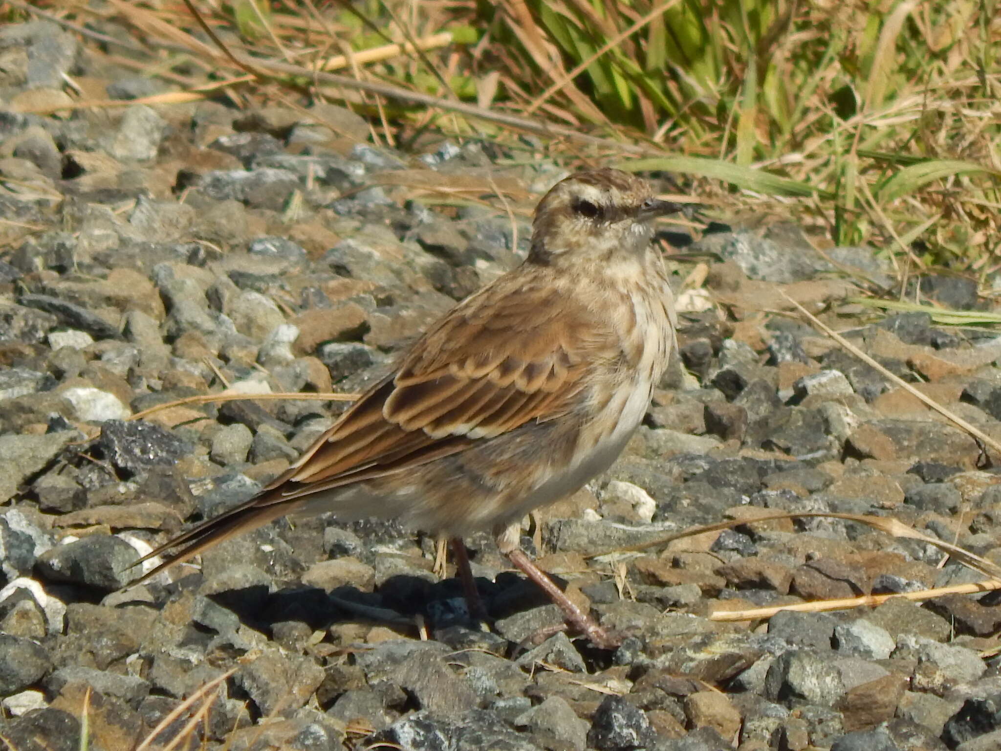 Image of Anthus novaeseelandiae novaeseelandiae (Gmelin & JF 1789)