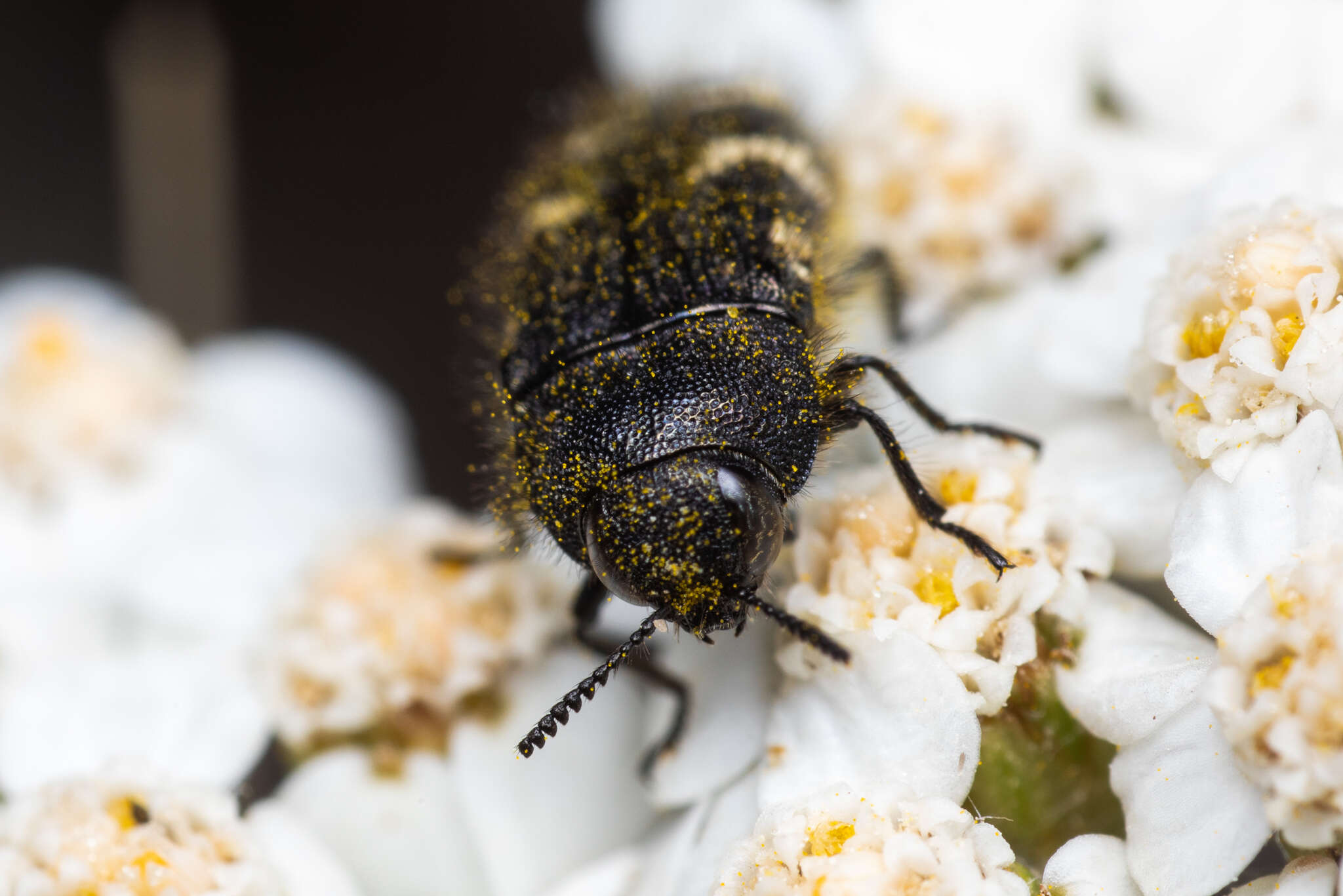 Слика од Acmaeodera idahoensis Barr 1969