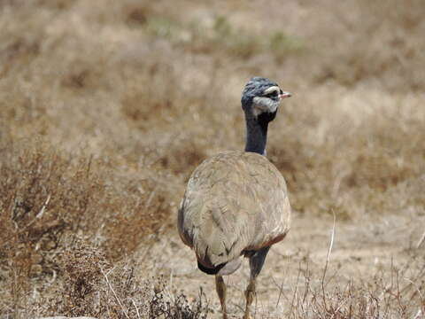 Image of Blue Bustard