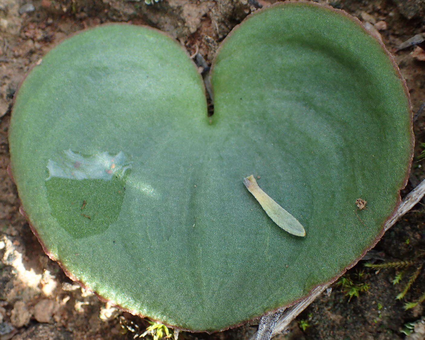 Image of Eriospermum zeyheri R. A. Dyer