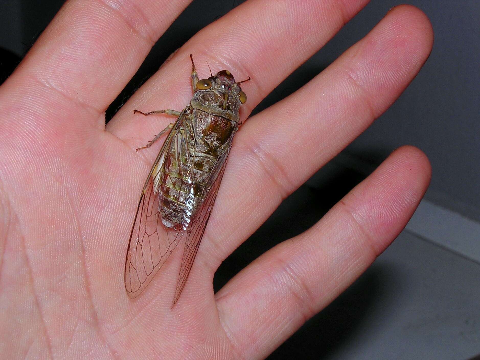 صورة Dundubia nagarasingna Distant 1881