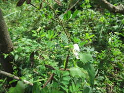 Image of Tephrosia inandensis H. M. L. Forbes