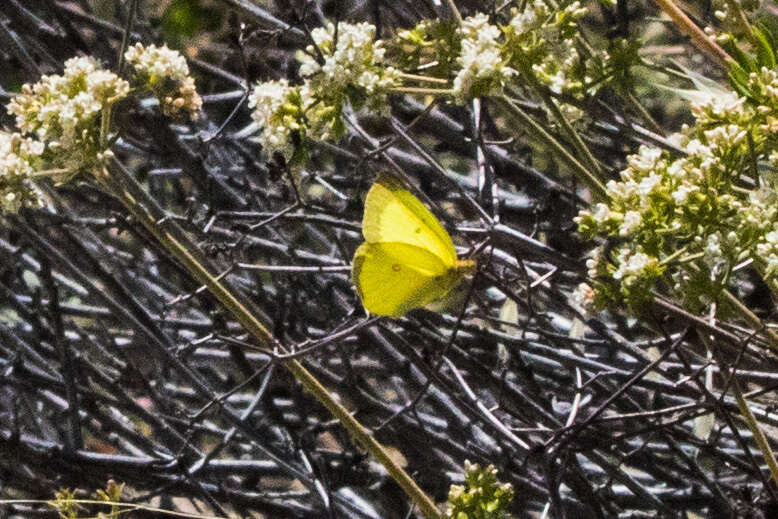 Image of Harford's Sulphur